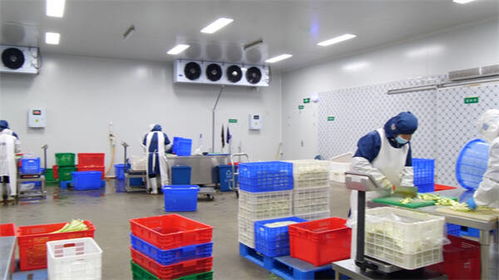 東營市東營區 凈菜工廠日產25-30噸，全力保障市民“菜籃子”